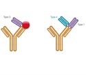 Bio-Rad publishes new paper on generation, characterization of complex-specific antibodies