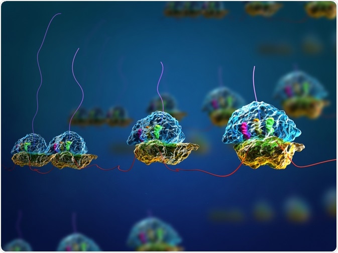 Multiple ribosomes (polysomes) all translating one strand of mRNA - Meletios Verras