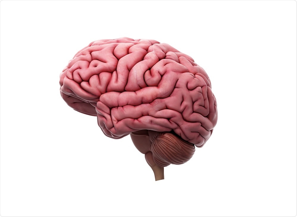 Model of the brain