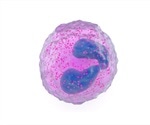 Eosinophil Function