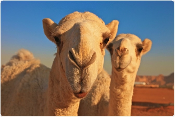 Image Credit: Rickyd / Shutterstock