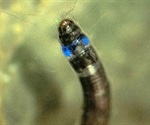 Discovery of first blue light emitting South American insect