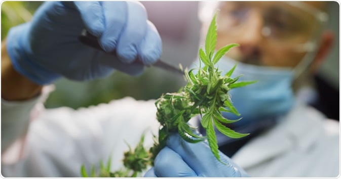 Scientist checking hemp plants in a greenhouse. Credit: HQuality / Shutterstock