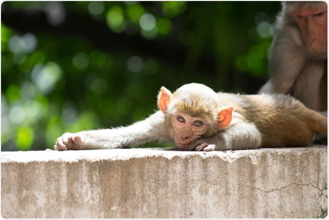 We never forget our torments. Even our DNA has a molecular memory of being bullied, finds a new study of rhesus monkeys. The Rhesus Macaque Monkey. Image Credit: Robert Ross / Shutterstock