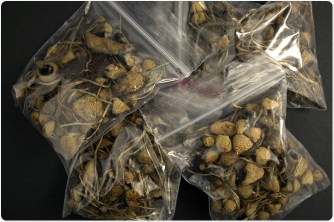 Psilocybe semilanceata