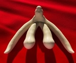 New light on the essential reproductive role of the clitoris