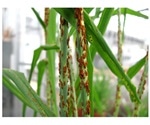 Scientists discover origins of world’s deadliest strain of cereal rust disease