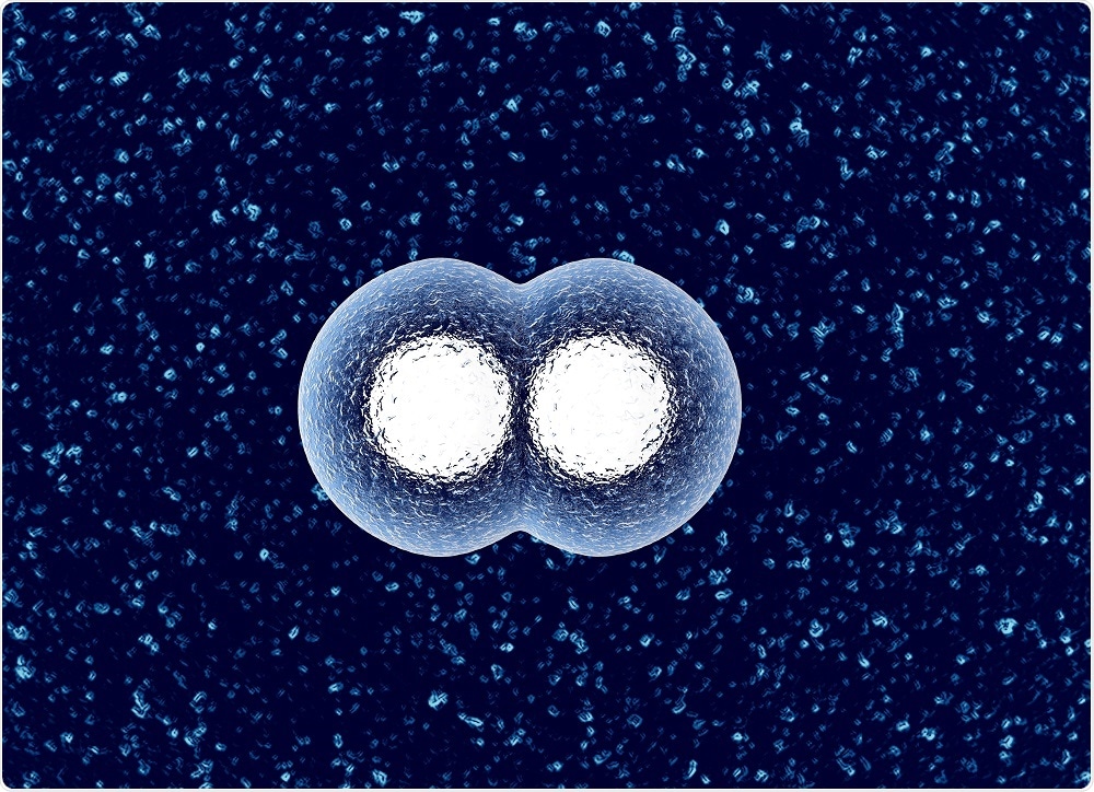 Cells dividing in culture