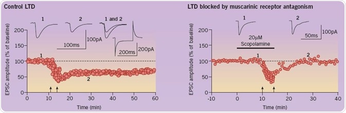 Elucidating the Mechanisms of Long-term Depression