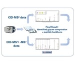 Understanding Glycosylation in Blood Plasma