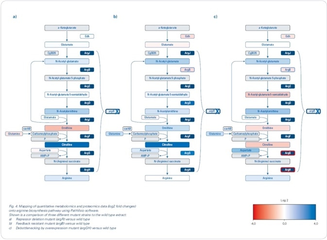 Mapping of quantitative metabolomics and proteomics data (log2 fold changes) onto arginine biosynthesis pathway using PathVisio software. Shown is a comparison of three different mutant strains to the wild type extract: (a) Repressor deletion mutant (argR) versus wild type; (b) Feedback-resistant mutant (argB) versus wild type; (c) Debottlenecking by overexpression mutant (argGH) versus wild type.