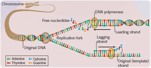 DNA Replication