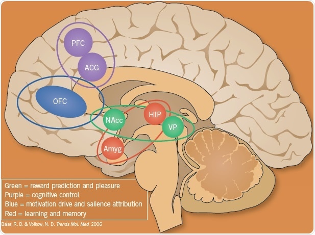 The brain circuits involved in addition