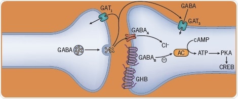 The effect of alcohol and sedatives on neurotransmitters.