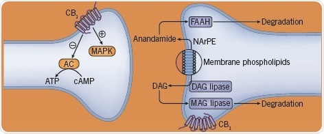 The effect of cannabinoids on neurotransmitters