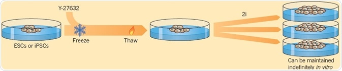 Using two small molecules, Ying et al. (2008) demonstrated the self-renewal of ESCs.