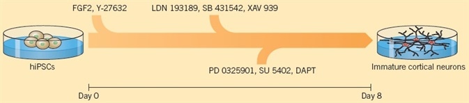 Using a protocol of six small molecules, Qi et al. (2017) created cortical neurons from hiPSCs.