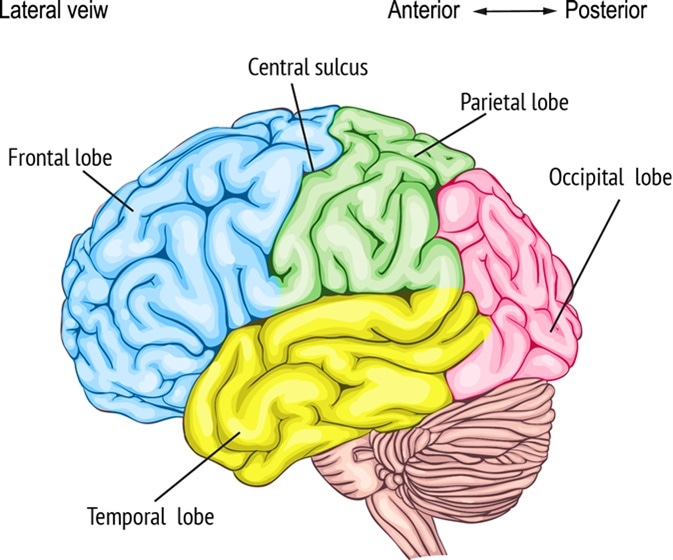 Anatomy of the human brain. Image Credit: Vasilisa Tsoy / Shutterstock