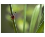 New project to develop prototype diagnostic tool for early detection of Lyme disease