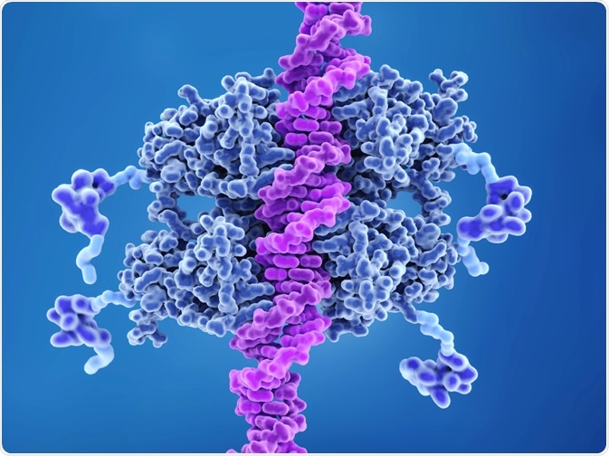 When a cell undergoes damage, it must decide whether to repair this damage or continue to carry out transcription.