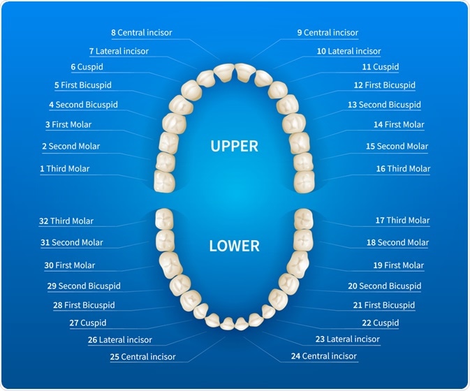 Universal numbering system for teeth