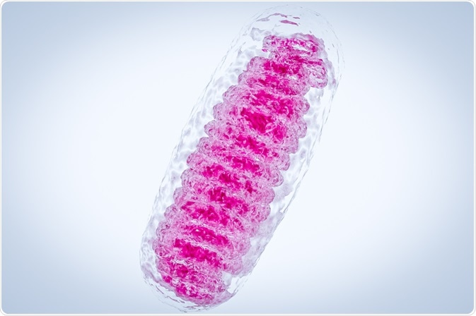 Mitochondrial DNA is compact in structure and typically lacks non-coding regions (introns) common to nuclear DNA.