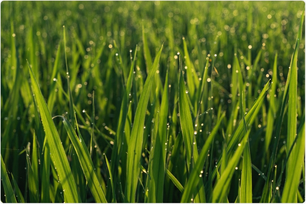 Researchers have devised a sensitive and accurate analytical LC-MS technique for the seven metabolites in the melatonin biosynthesis pathway of rice shoots.