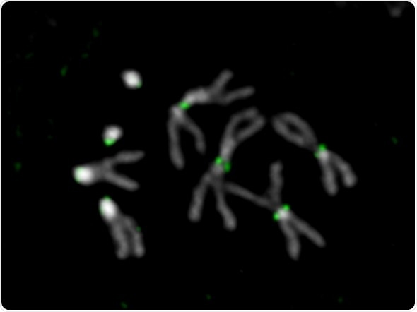 Researchers use cutting-edge technology to read the dark heart of chromosomes