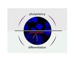 Scientists describe how cells 'decide' between pluripotency and differentiation
