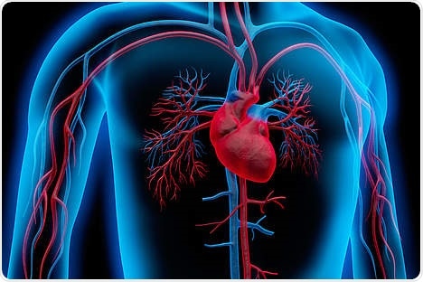 Study revolutionizes treatment principles for functional mitral regurgitation