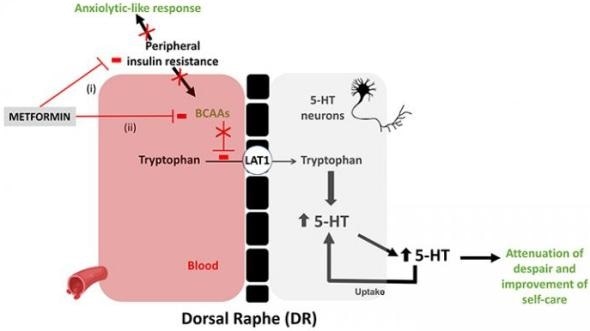 Diabetes drug reduces anxiety-like behaviors in mice