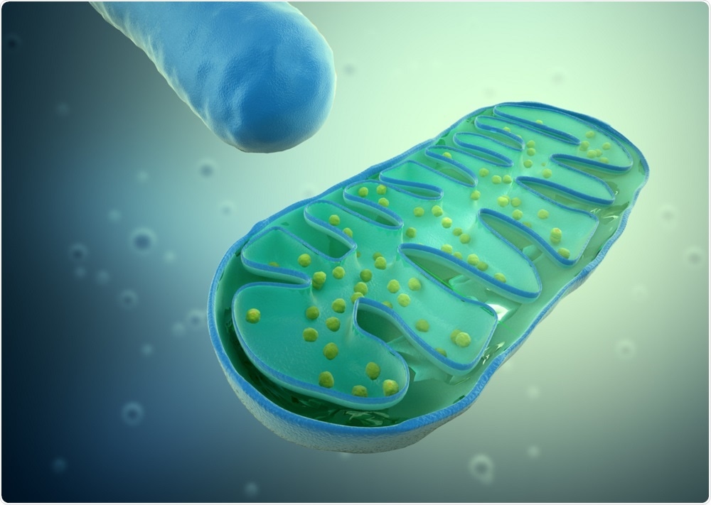 eNAMPT catalyzes the production of NAD, a molecule found in every cell in the body.
