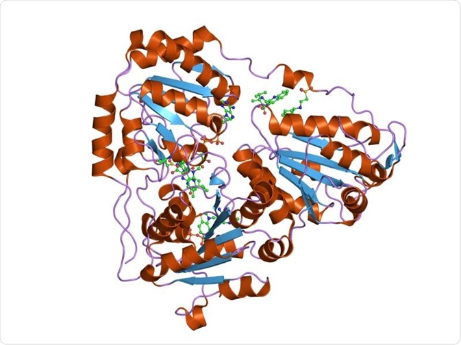 Acetohydroxyacidsynthase catalytic subunit.