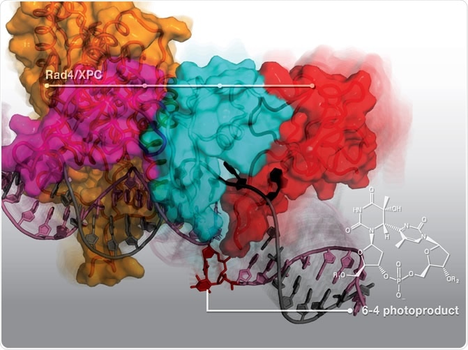 (Credit: Nucleic Acid Research) Rad4/XPC protein dynamically engages with the DNA duplex to