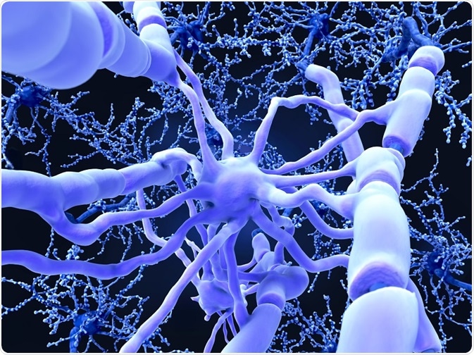 Oligodendrocytes form insulating myelin sheaths around neuron axons in the central nervous system.