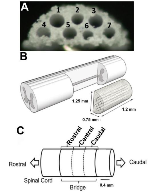 PLG multichannel bridge and hemi-sectional SCI model.