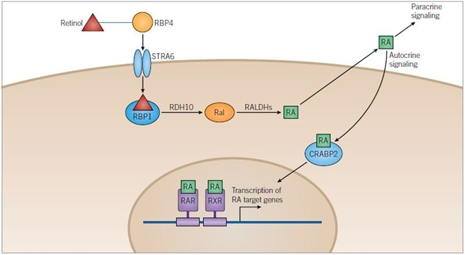 Retinoic Acid Pathway
