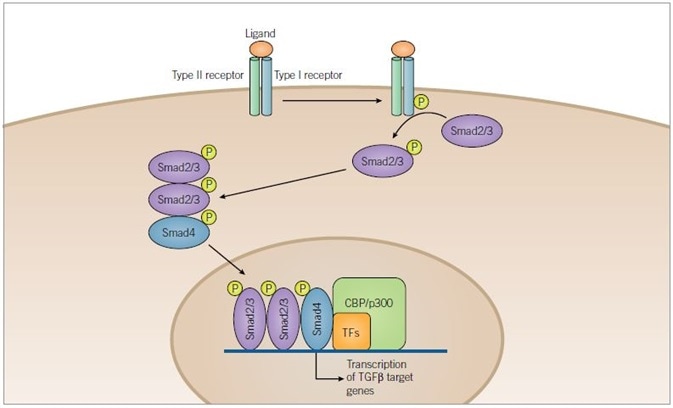 TGF-b Signaling Pathway