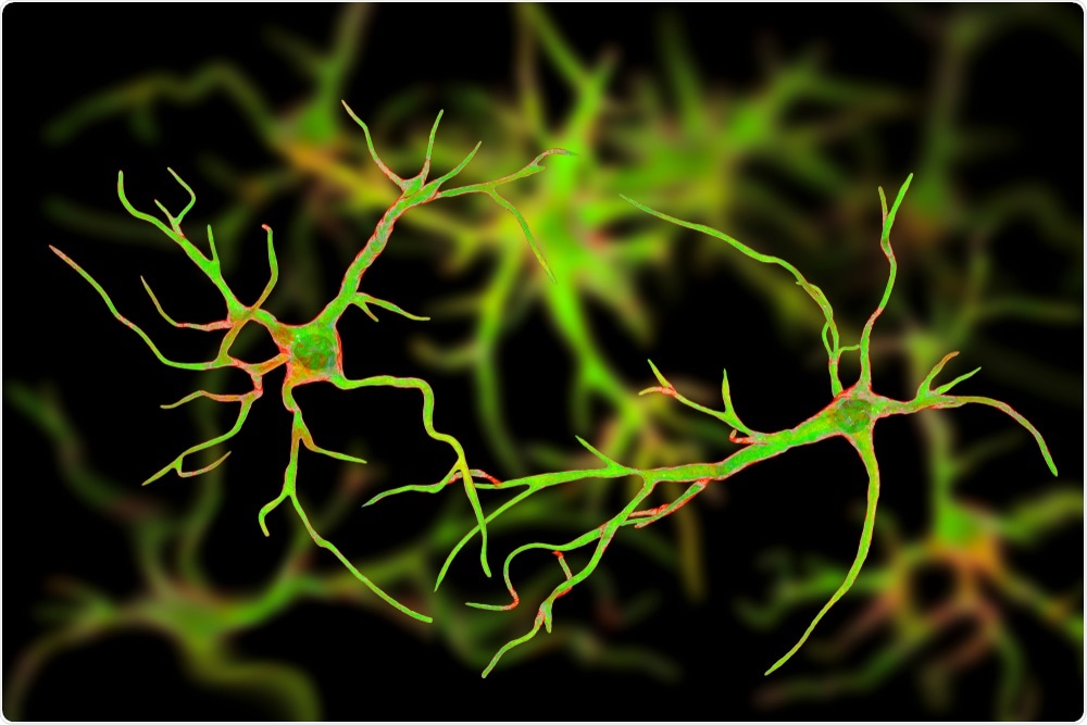 Astrocytes are immune cells in the brain that control neuronal cell death and clean up debris.