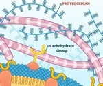 Structure and Function of Proteoglycans