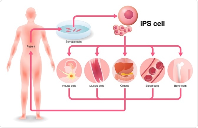 Production of induced pluripotent stem cells.