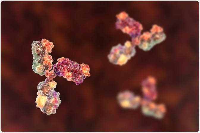 Antibody in the blood