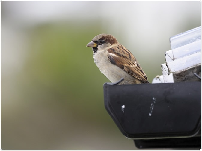 House sparrow, Passer domesticus. Image Credit: Erni / Shutterstock