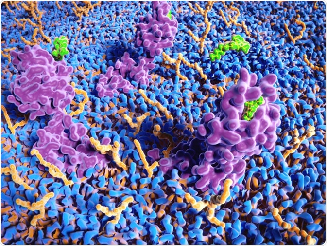 THC molecules binding to the cannabinoid receptor. The receptor appears mainly in the nervous system and is involved in appetite, pain-sensation, mood and memory. 3d rendering - Illustration Credit: Juan Gaertner / Shutterstock