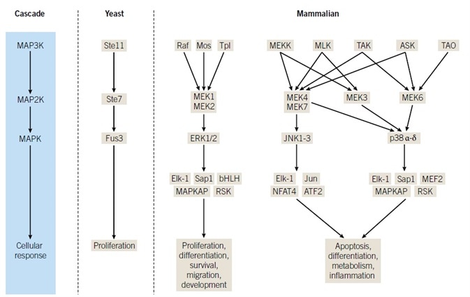 Regulation by Scaffolding