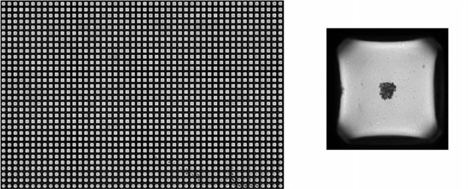 Uniform, single spheroids formed in each well across the entire spheroid microplate.