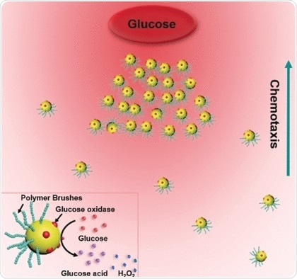 Scientists redesign chemotaxis by creating artificial nanoswimmers from gold nanoparticles