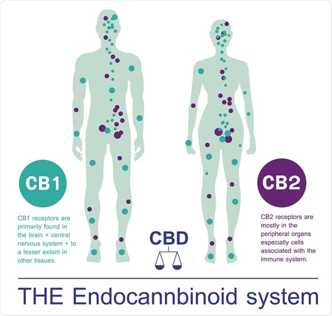 Human endocannbinoid system. Image Credit: Wut.ti.kit / Shutterstock