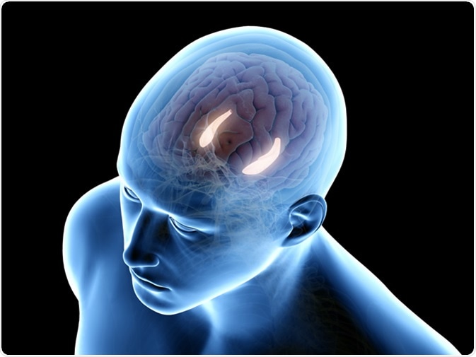 3d rendered medically accurate illustration of the hippocampus. Image Credit: Sebastian Kaulitzki / Shutterstock