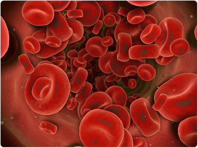 Red blood cells. Image Credit: Remi Cauzid / Shutterstock